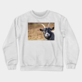 Goat milk? cute and funny goat photograph Crewneck Sweatshirt